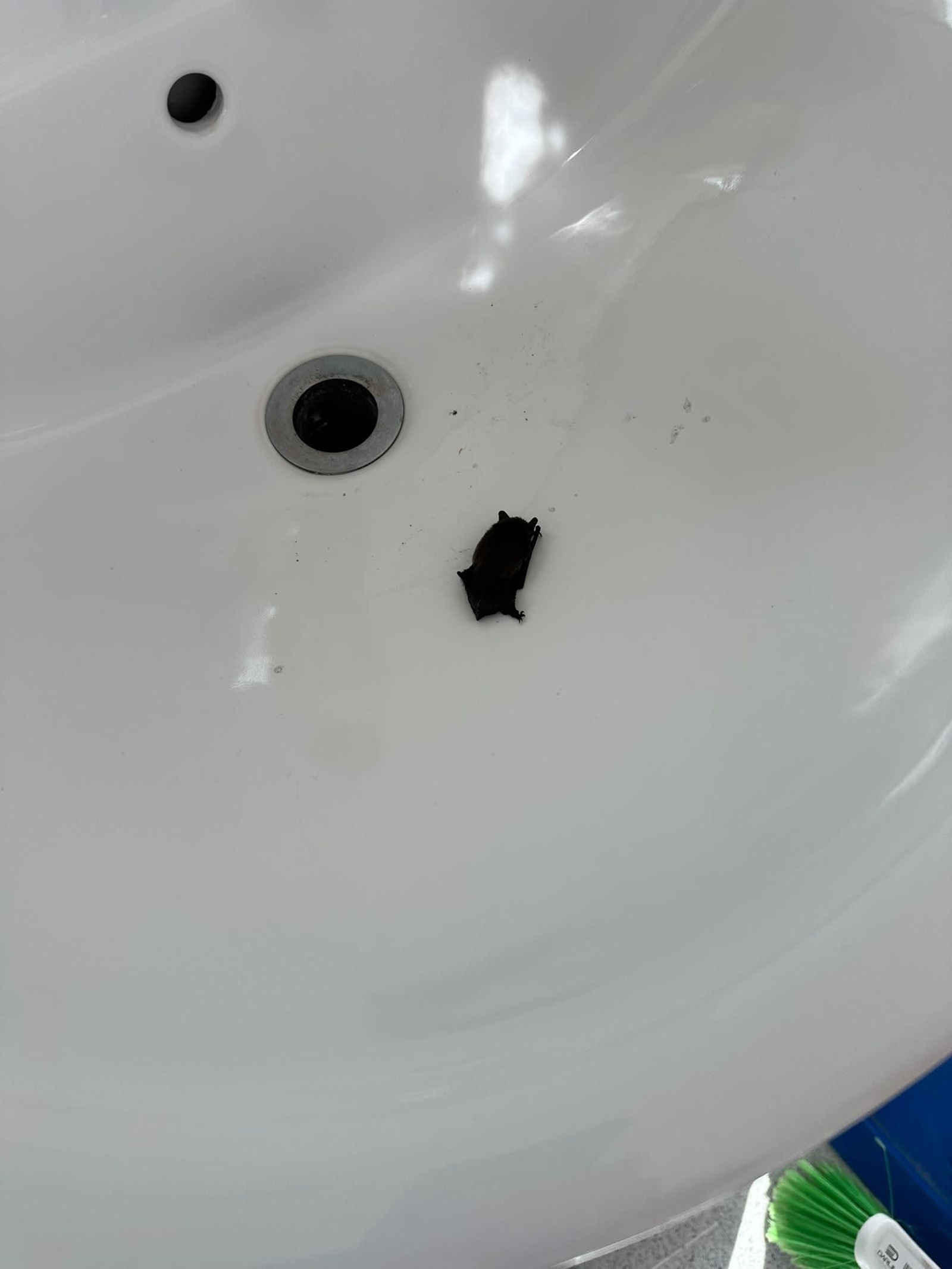 Otro murciélago muerto encontrado en el centro de salud de Verín