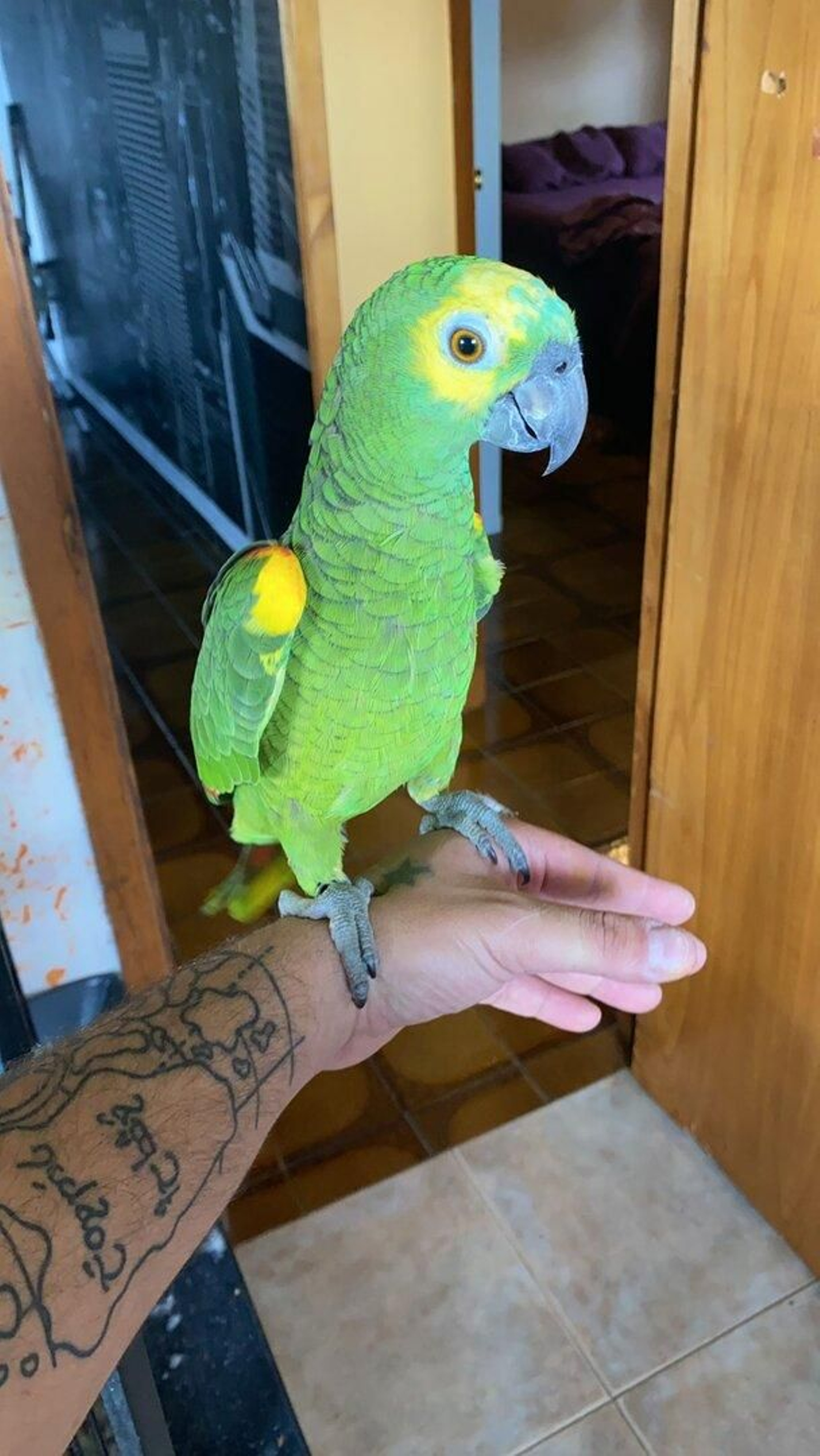 Maya, el loro desaparecido.