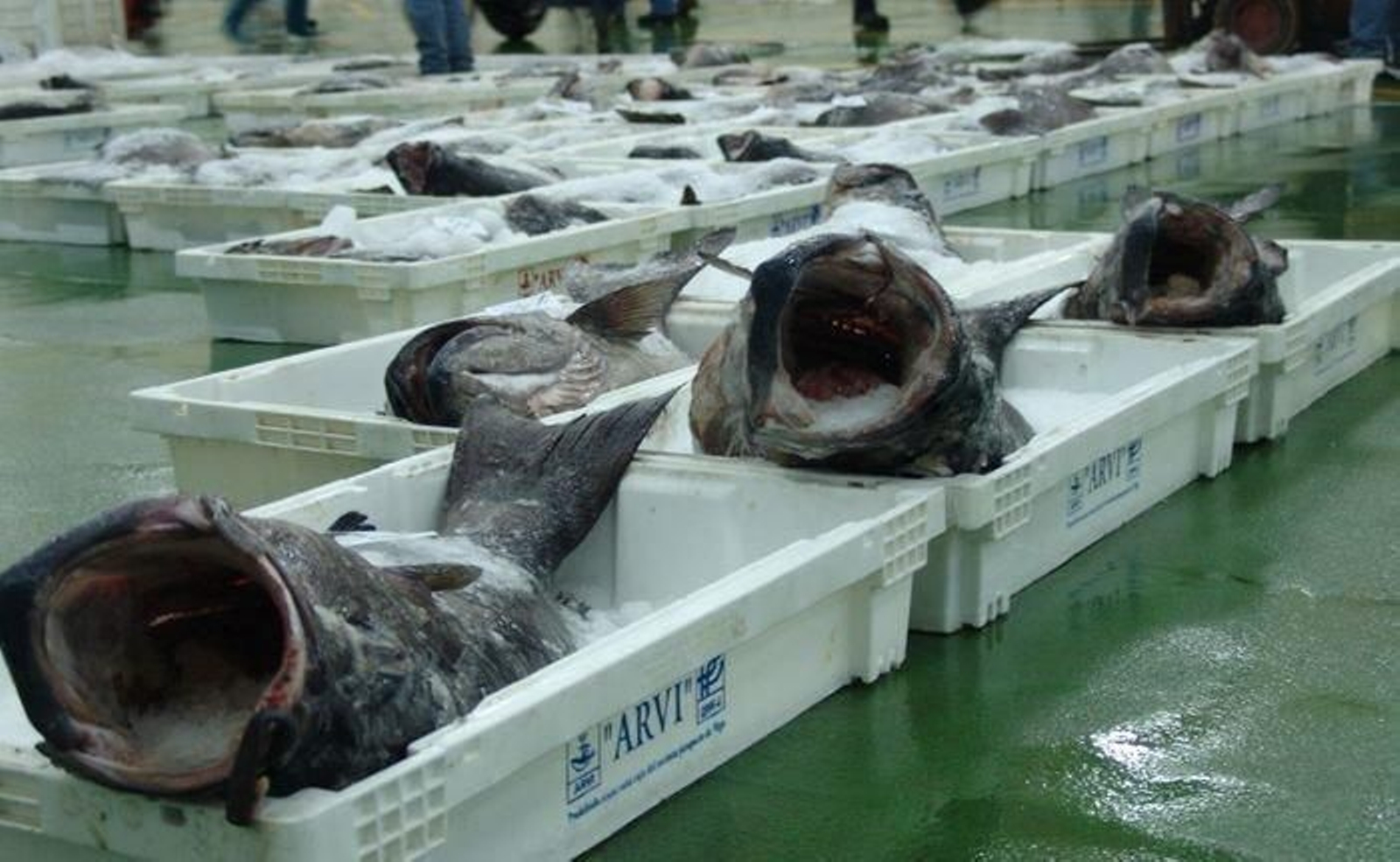 Imagen del mero en la lonja antes de ser vendido.