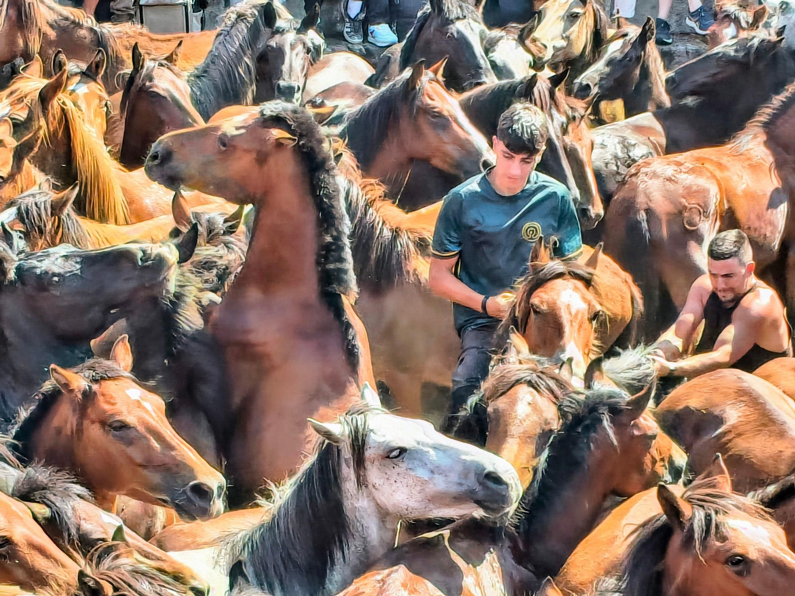 Galería | La Rapa das Bestas desafía al calor en Sabucedo