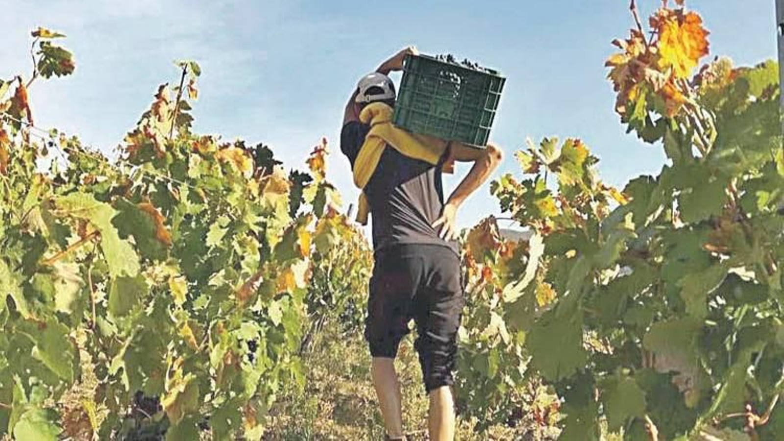Portador de cajas de uvas en la vendimia trivesa.