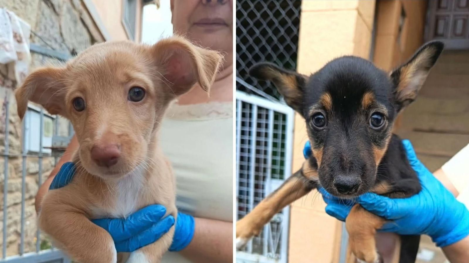 Asia y África, las dos cachorras rescatadas en Ourense.