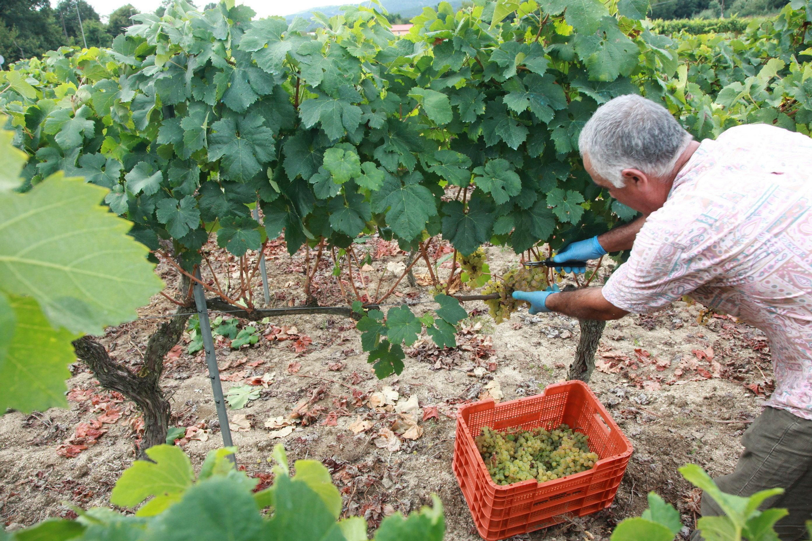 La vendimia fomentó la contratación en septiembre. En la imagen, vendimiador en O Ribeiro (JOSÉ PAZ)