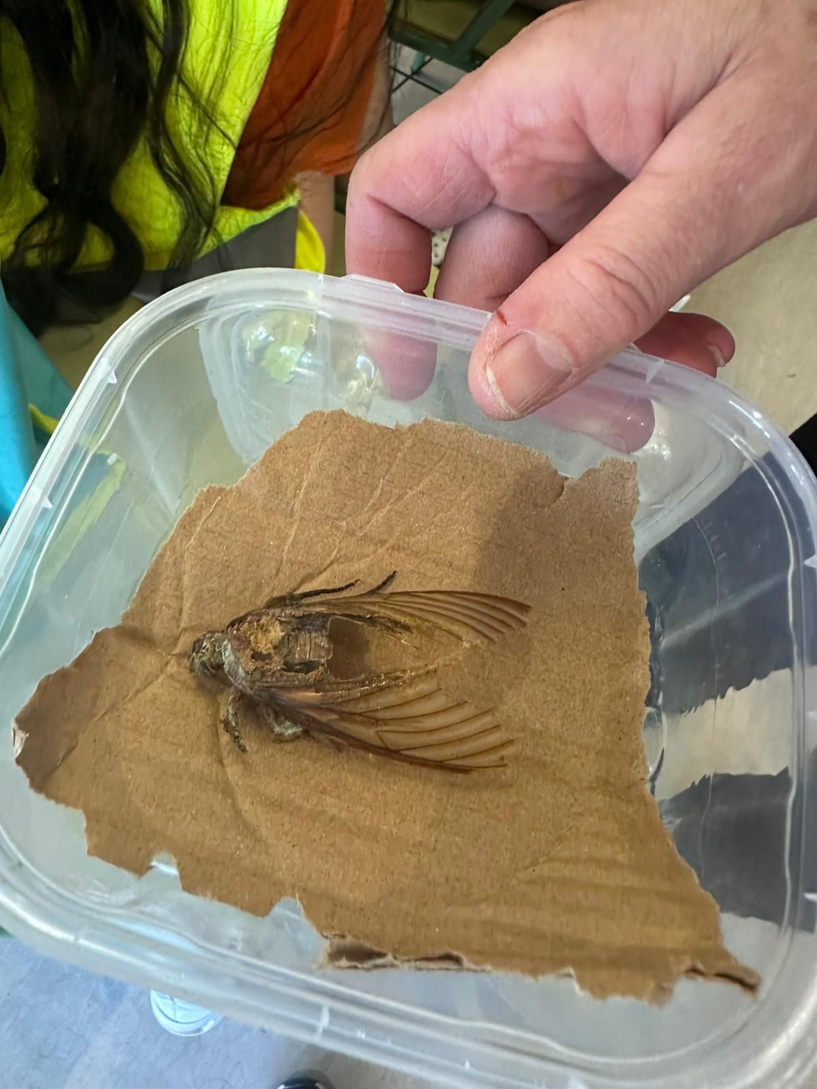 Jornada de apicultura tradicional de Ecovigilantes