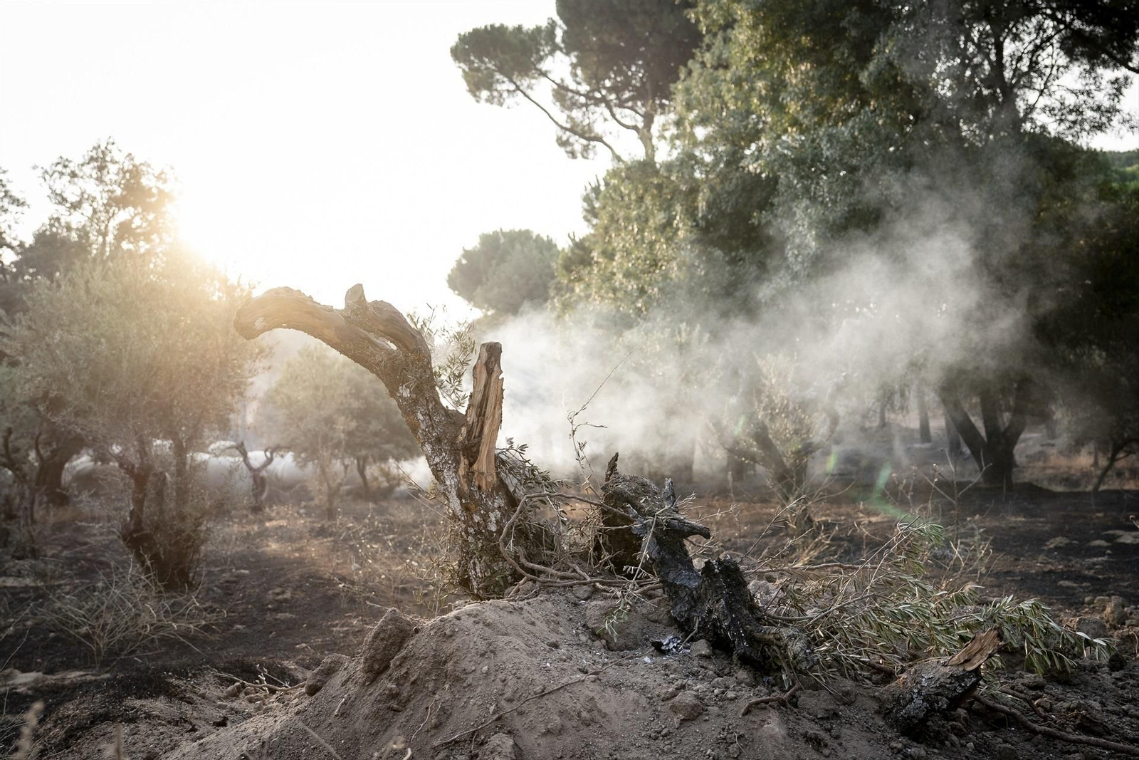 El incendio de la sierra oeste de Madrid alcanza Cadalso de los Vidrios.