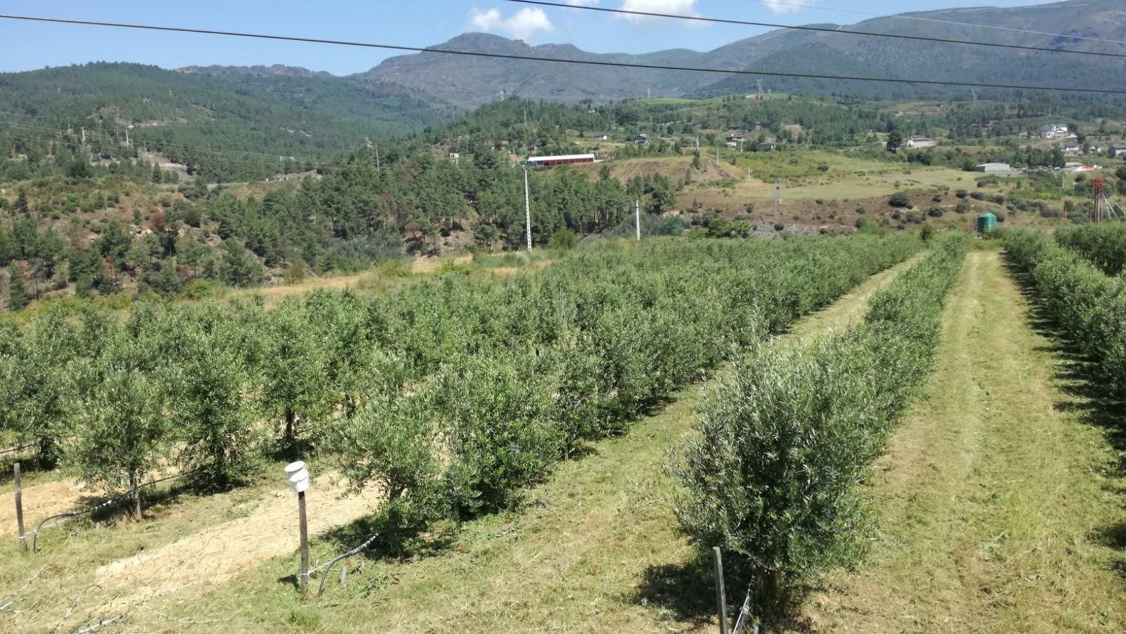 finca dedicada a olivar, en la comarca de Valdeorras.