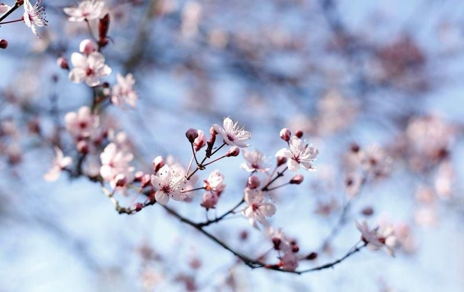 Las elevadas temperaturas para esta época adelantaron la floración de árboles.