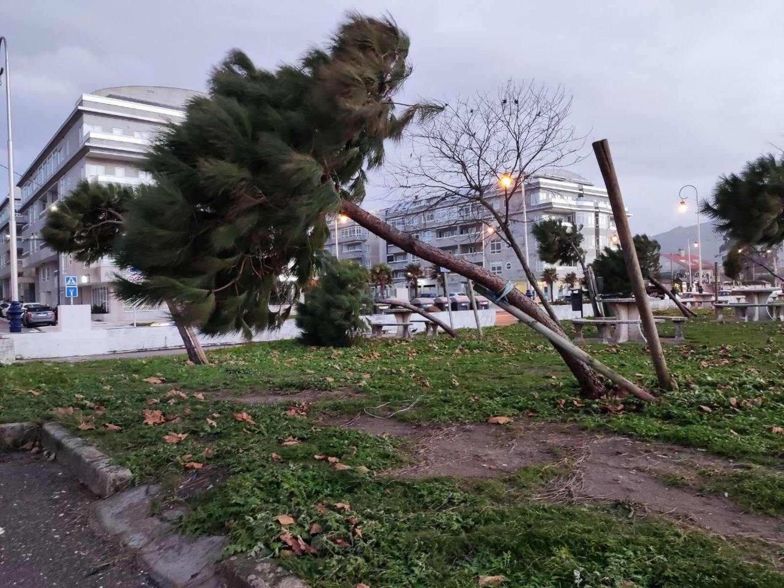 Árbol tumbado por el viento.