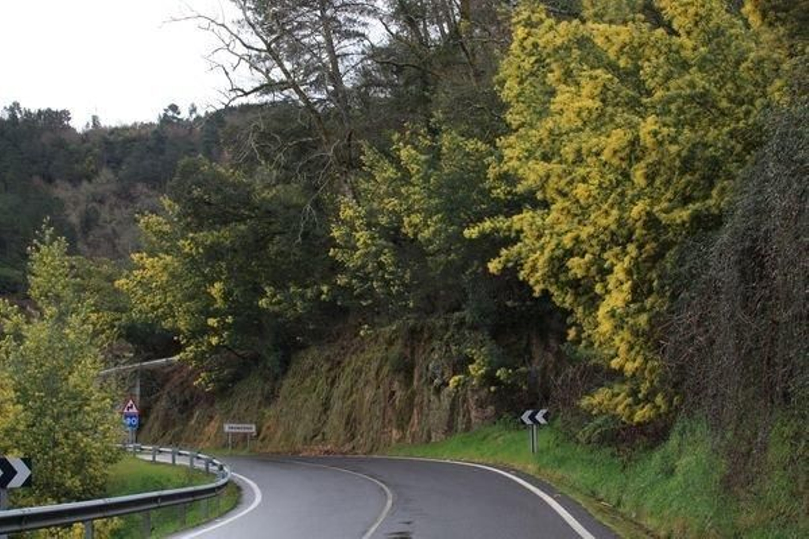 ASTARIZ 14/02/2018.- Paraíso mimosas. José Paz