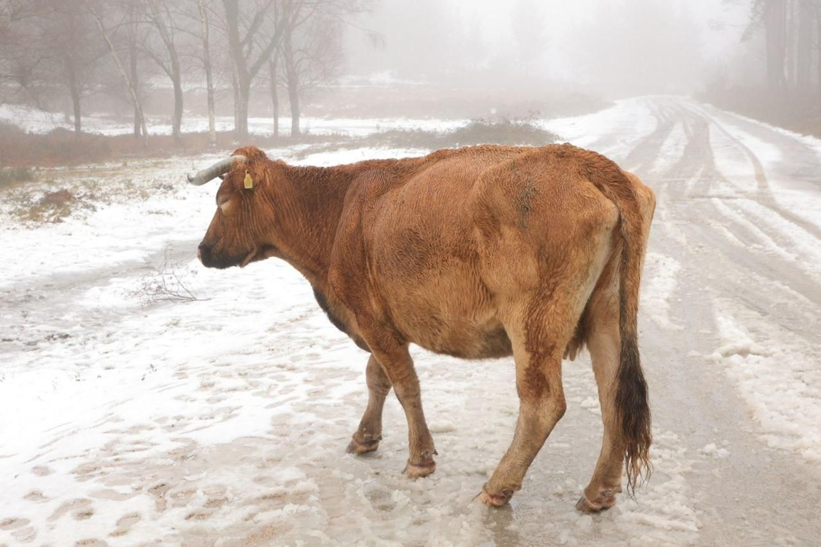 Galería | Los estragos de la borrasca Ingrid en Vigo y su área