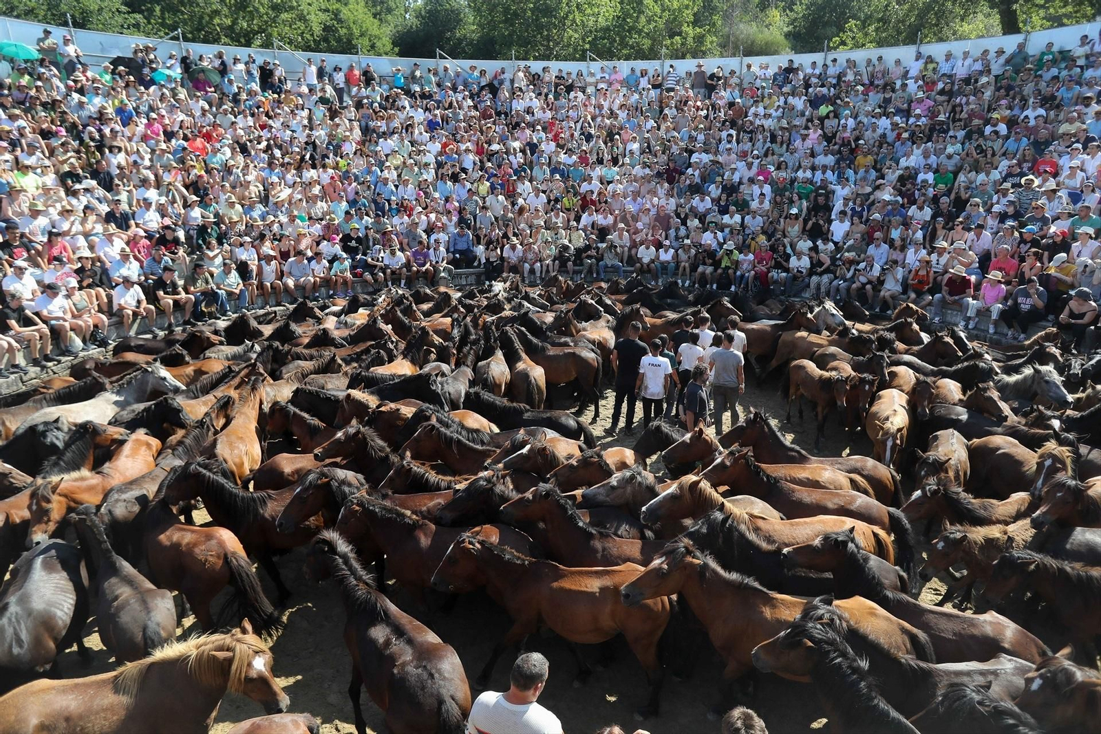 Una Rapa das Bestas de Sabucedo llena de fuerza, tradición y emoción, en fotos