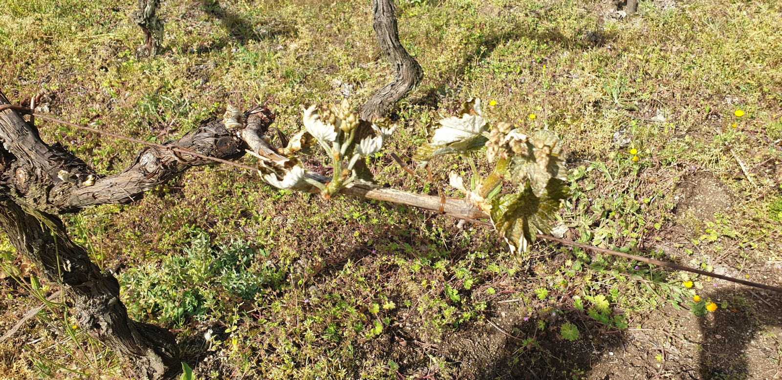 Una de las cepas afectada por las últimas heladas, en O Ribeiro.
