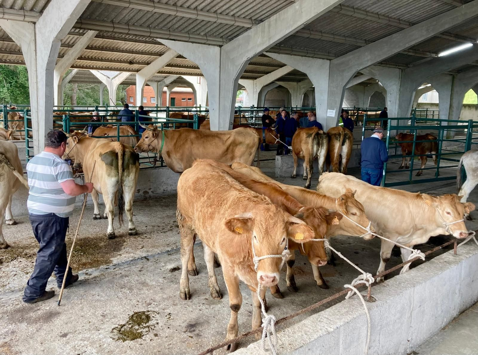Galería | Ganaderos y tratantes celebran el regreso de la feria de ganado en Castro Caldelas, en fotos