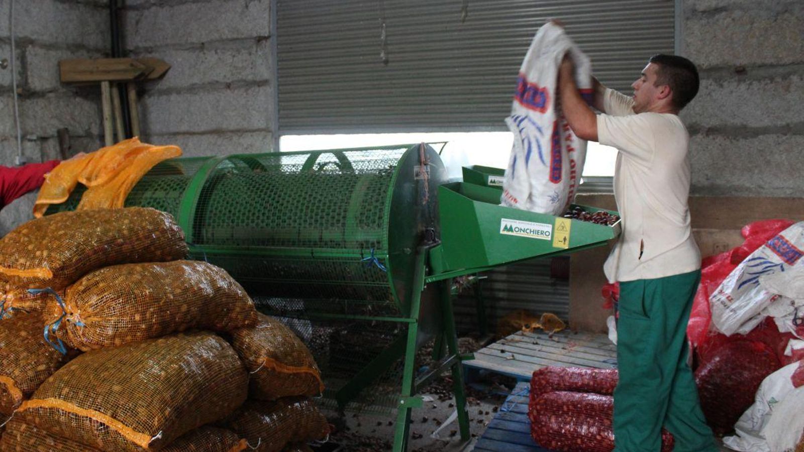En Parada de Sil seleccionan las castañas por su calibre.