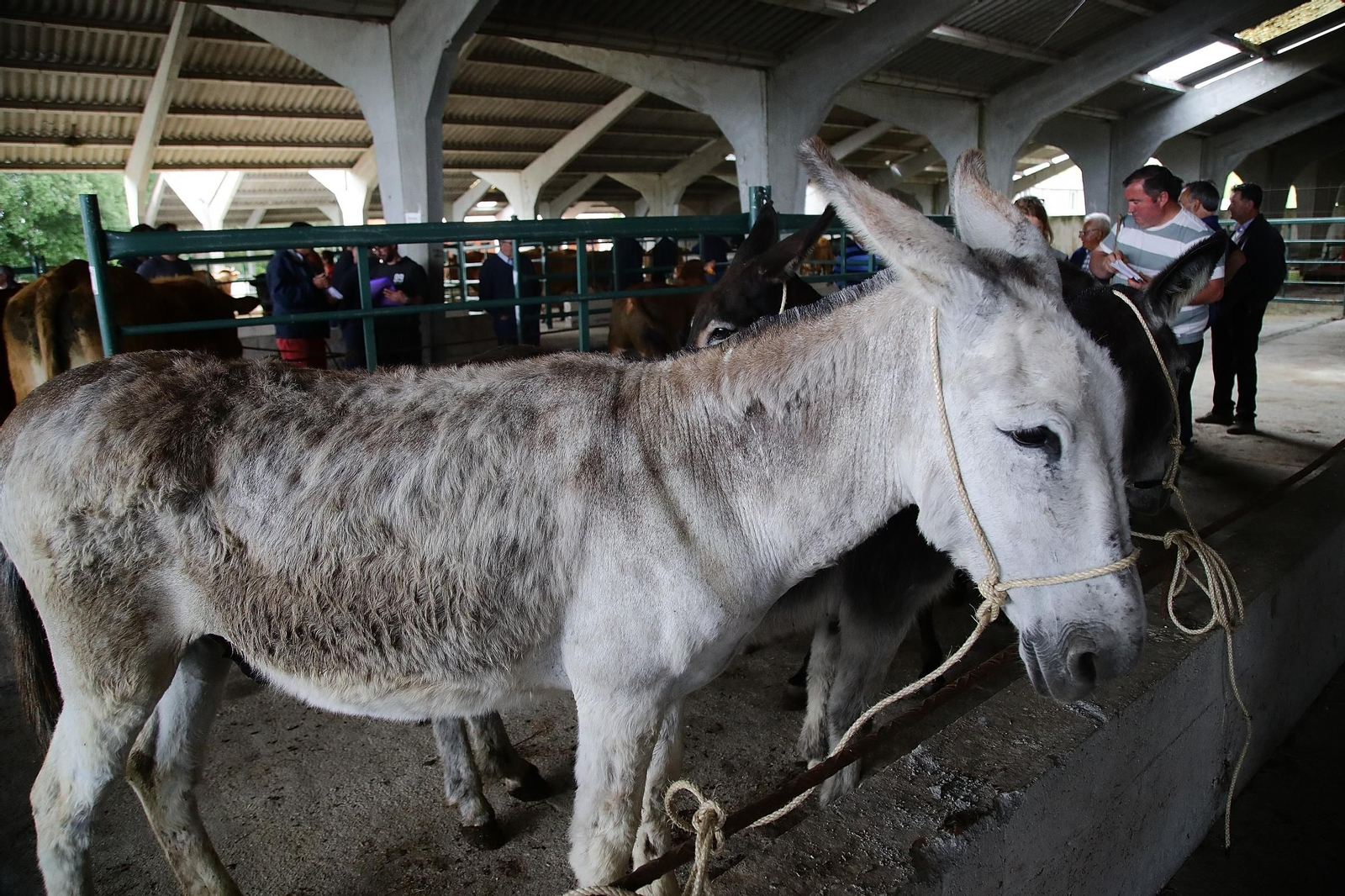 Galería | Ganaderos y tratantes celebran el regreso de la feria de ganado en Castro Caldelas, en fotos