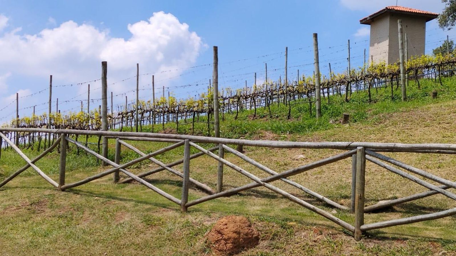 El viñedo de Alma Galiza