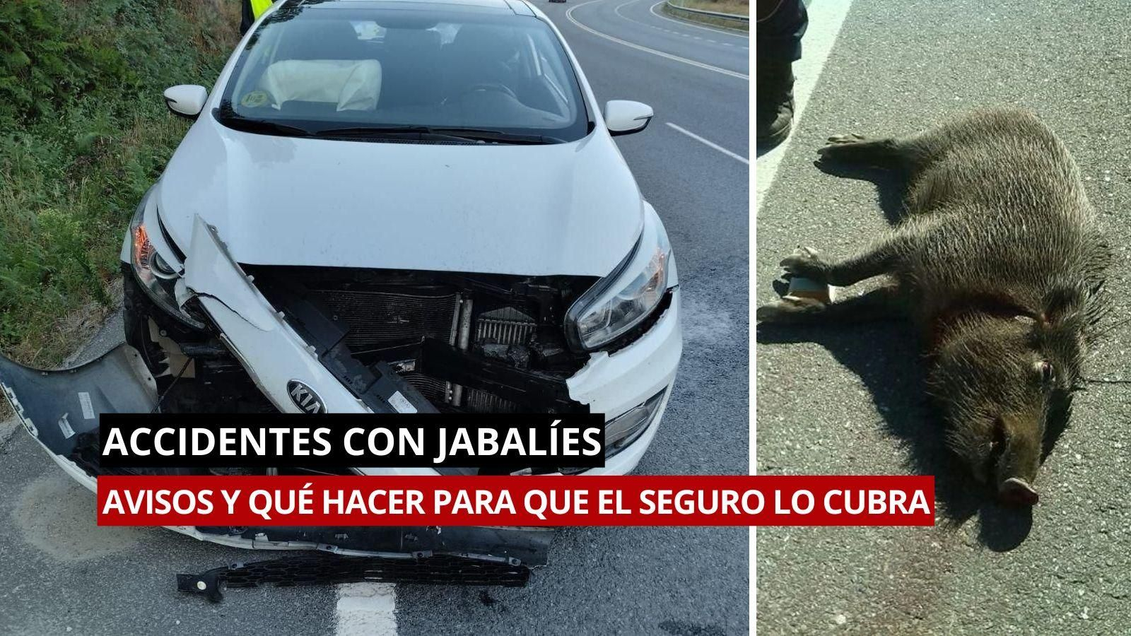 A la izquierda, un accidente de tráfico al atropellar a un jabalí. A la derecha, uno de los animales atropellados en carretera.