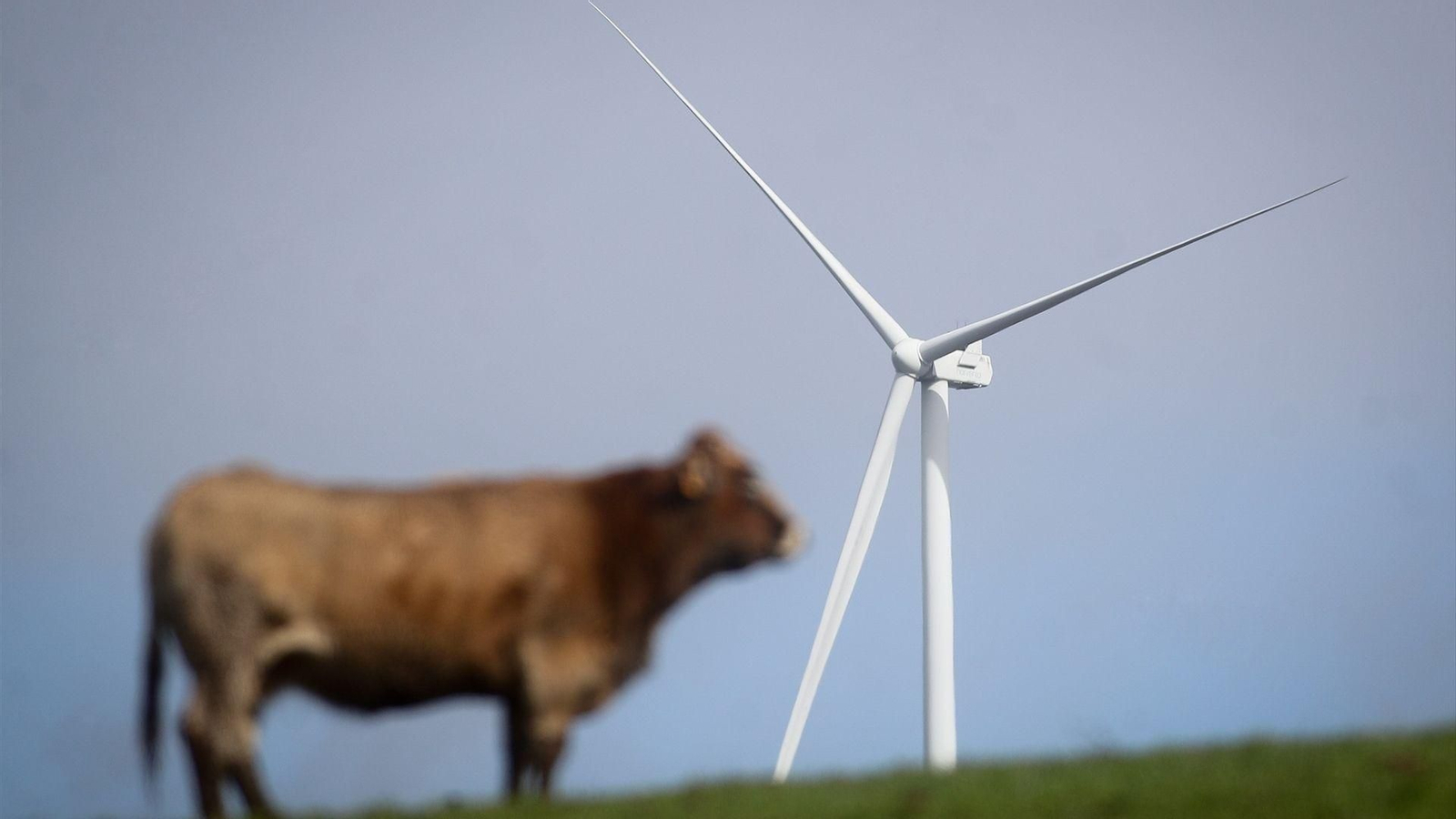 Una vaca en el parque eólico de Mondego.
