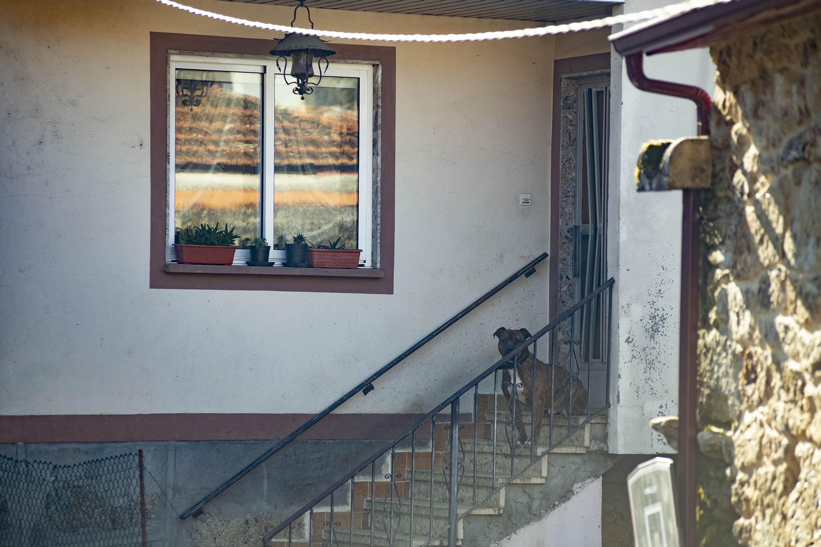 Uno de los perros que participó en el ataque, en la entrada de la vivienda de sus propietarios. 
Foto: Xesús Fariñas