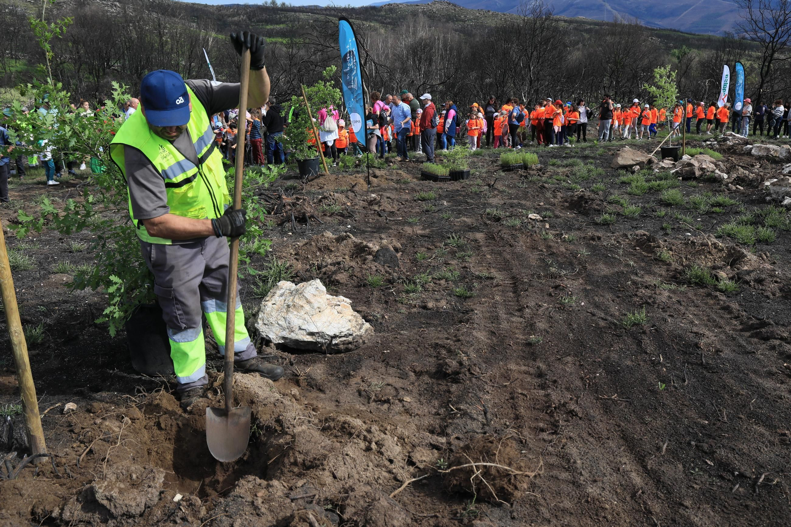 Galería | Numerosos niños reforestan A Caridade tras los incendios del pasado agosto