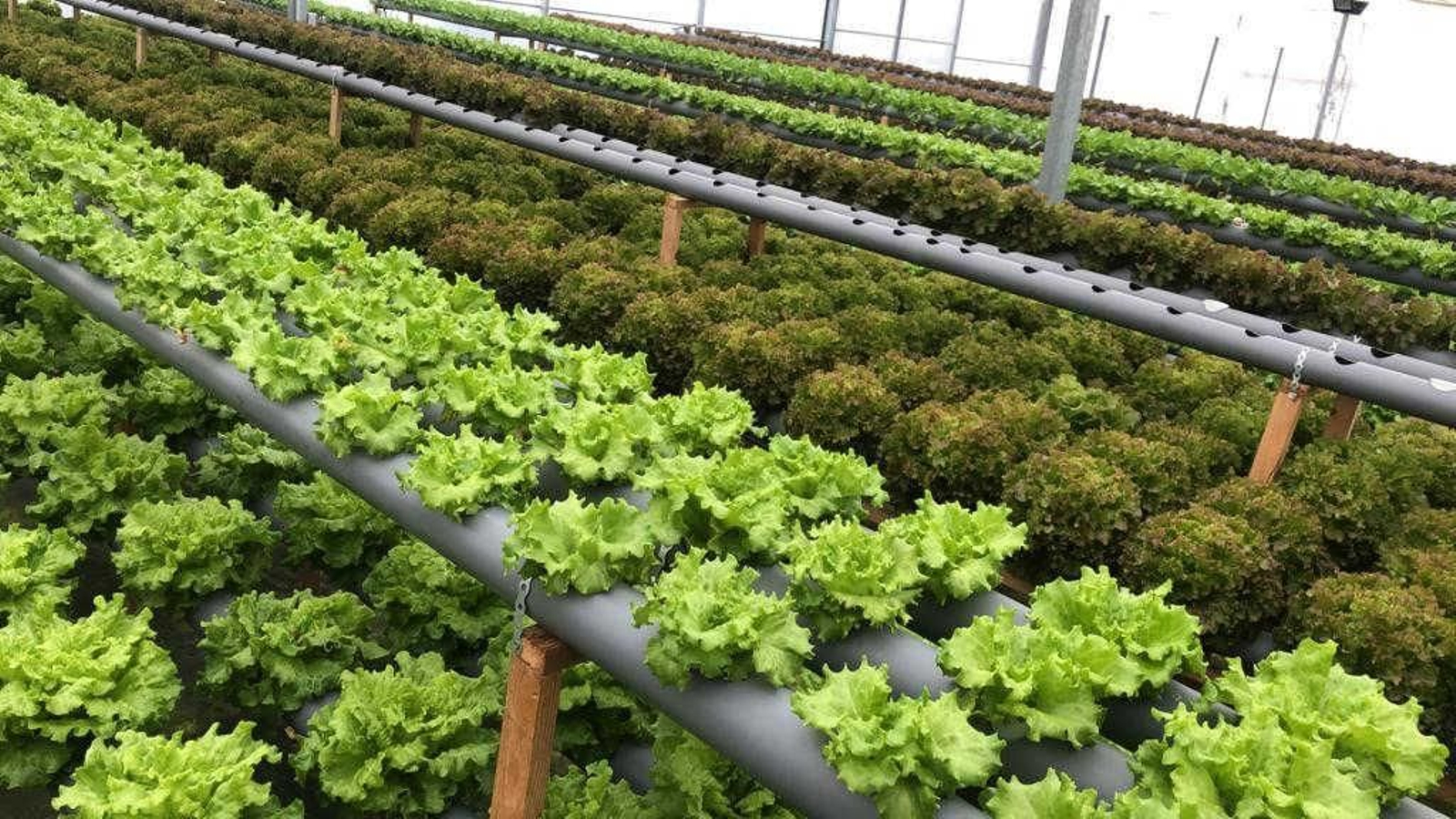 Cultivos hidropónicos, patatas, cebollas, tomates, son sólo algunos de los ejemplos de la producción tan diferente que se puede desarrollar en las tierras de cultivo limianas.