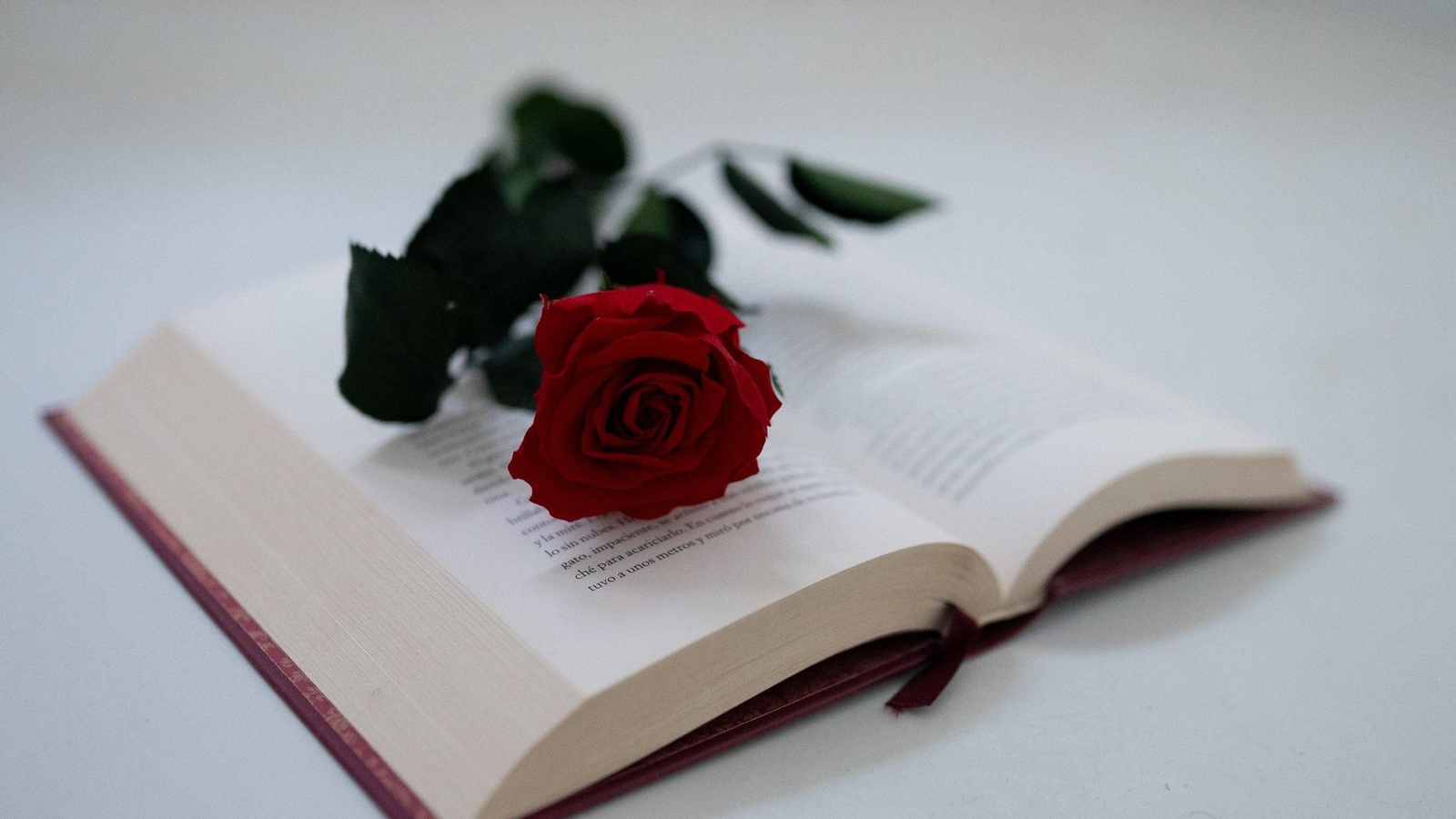 Libro y rosa.