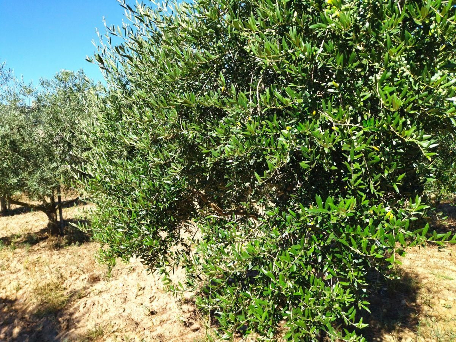 Aceitunas en olivos plantados en el término municipal de O Barco. JC