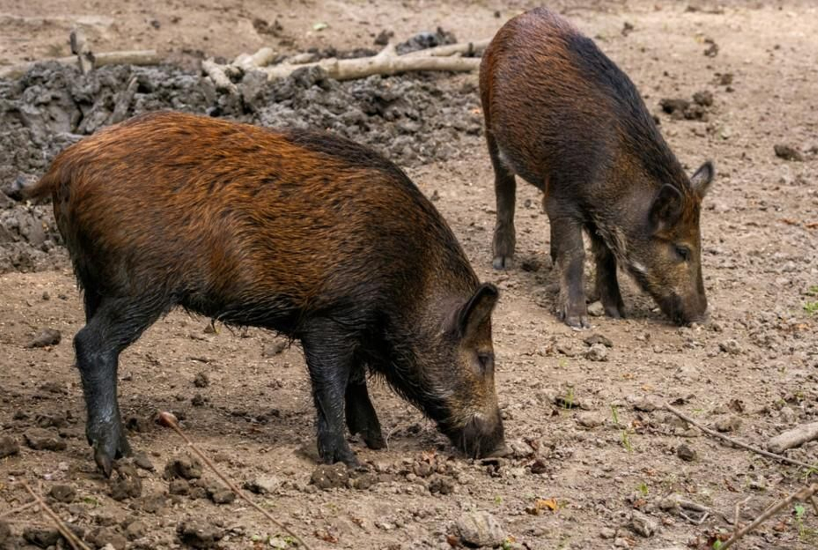 En los últimos cinco años se han capturado más de 92.000 jabalíes.