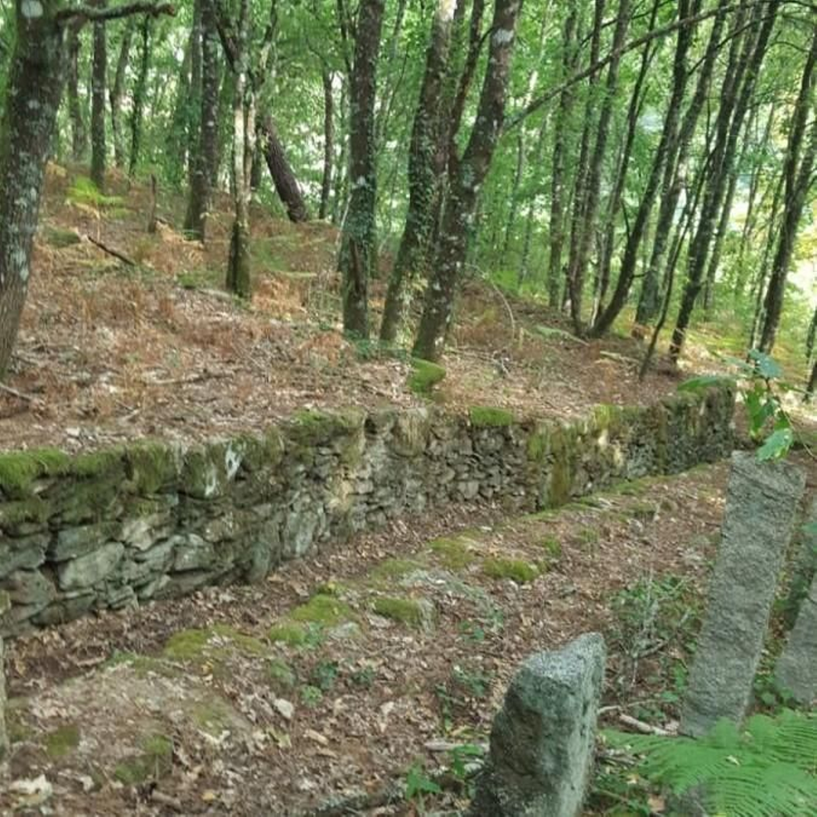 Un tramo del camino Miñoto Ribeiro, a su paso por el concello de O Carballiño