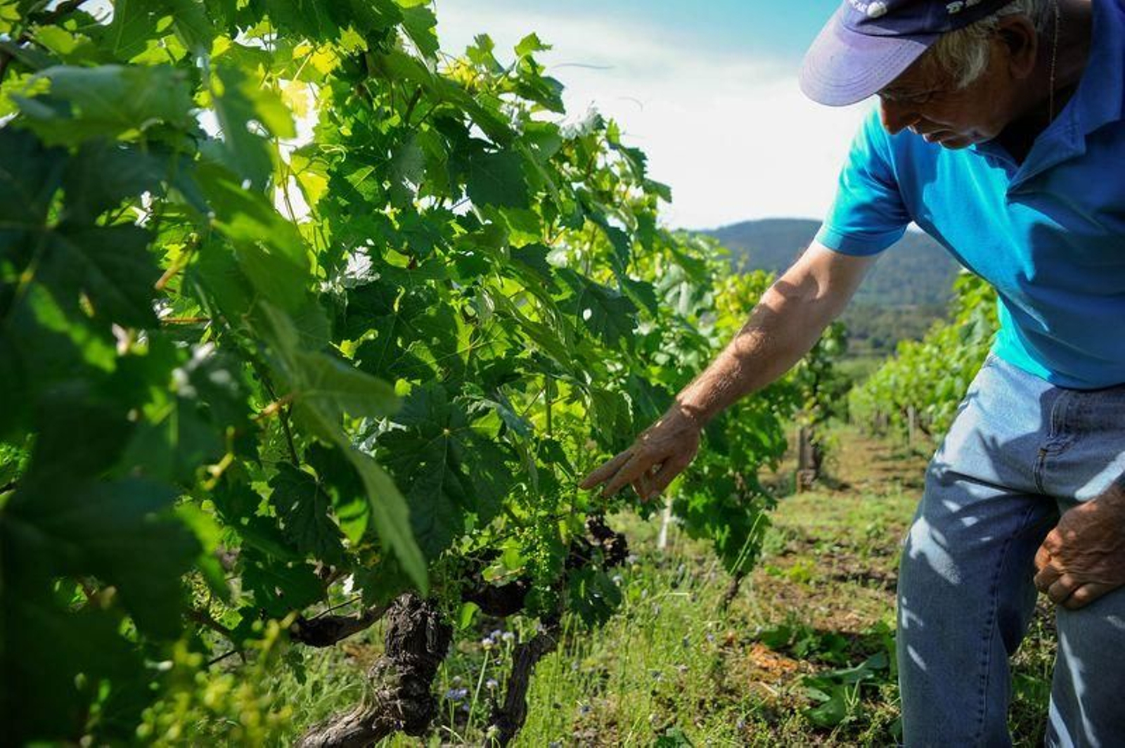 Viñedo en Castrelo de Miño (ÓSCAR PINAL).
