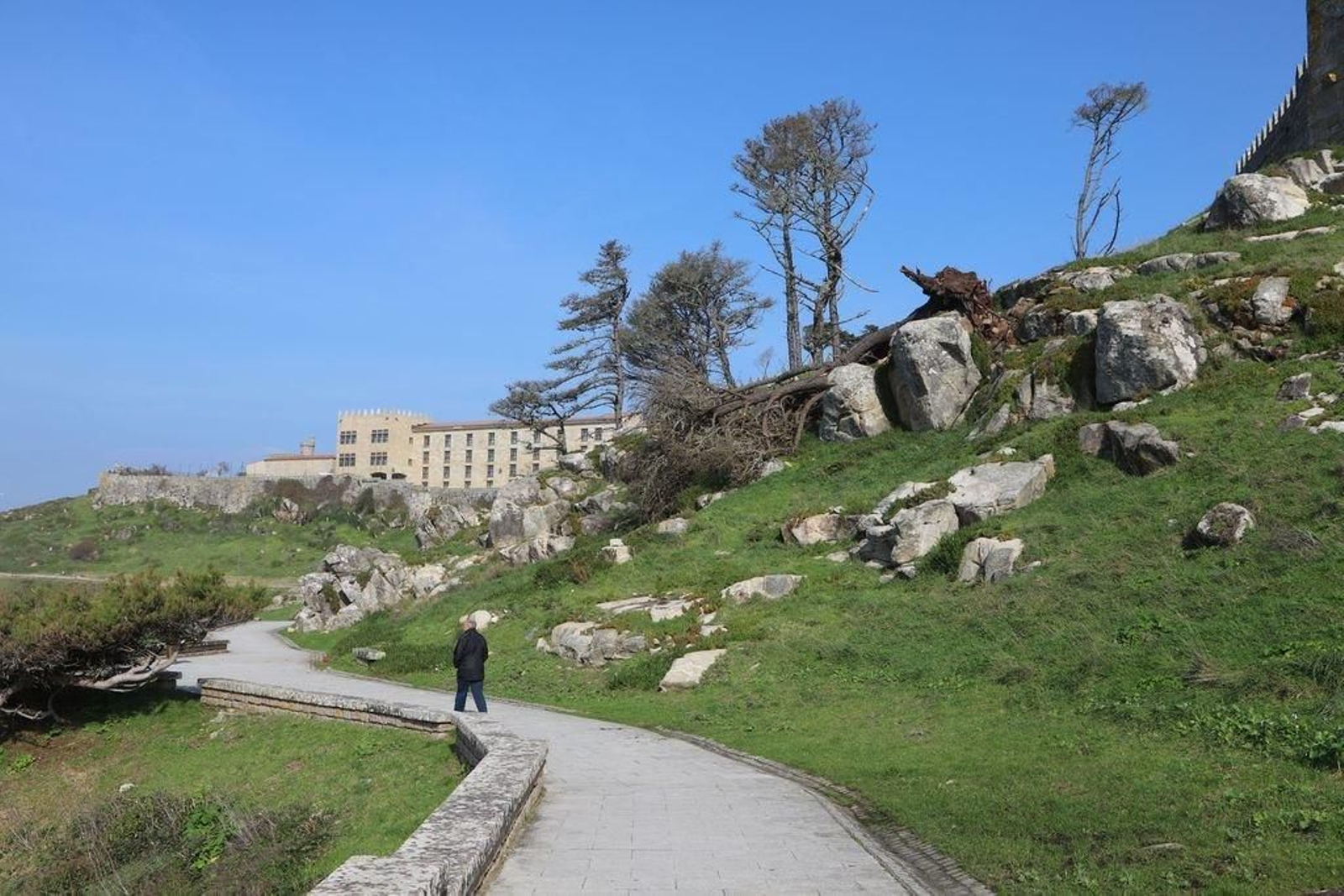 Los árboles localizados en la cara oeste de la península aún en pie están seriamente dañados.