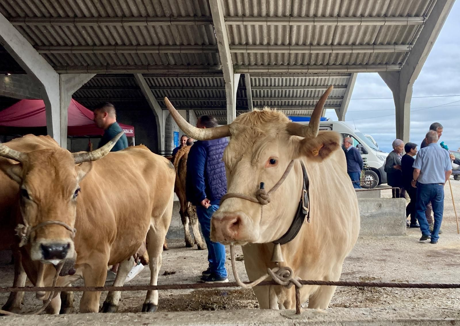 Galería | Ganaderos y tratantes celebran el regreso de la feria de ganado en Castro Caldelas, en fotos