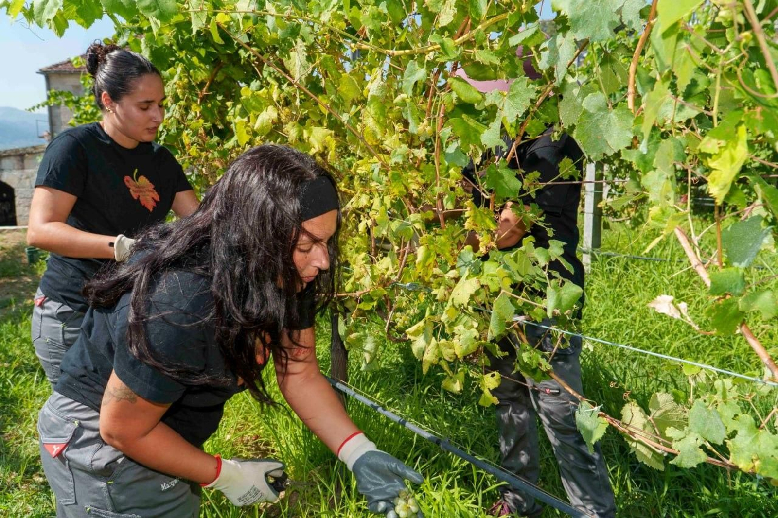 Galería | El calor adelanta la vendimia en las Rías Baixas