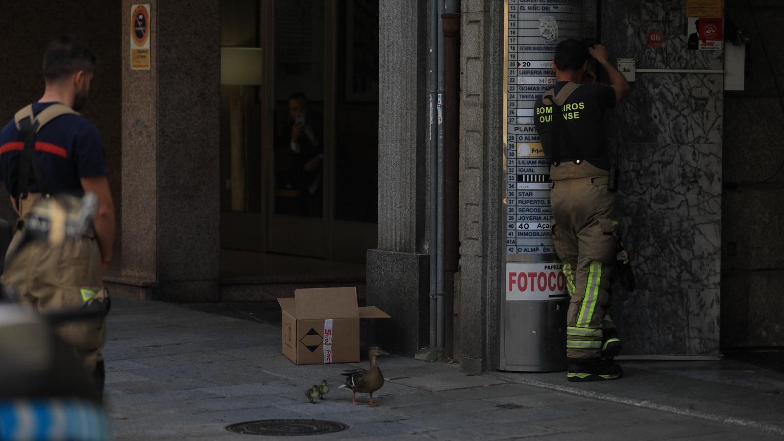Los patos en la calle del Paseo