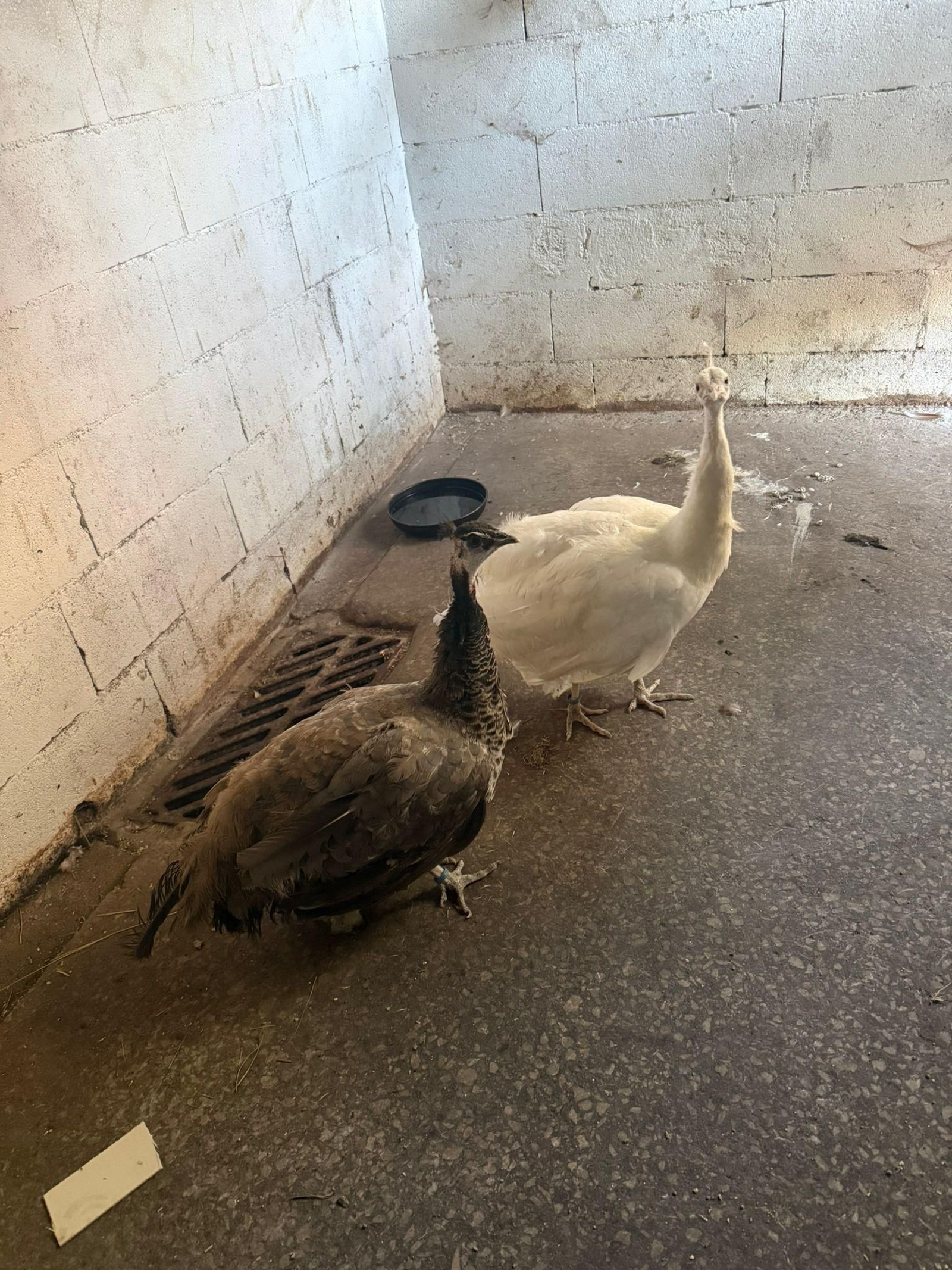 Galería | Gallinas, pavos reales y cabras enanas: los peculiares compañeros de la granja escuela de Manzaneda