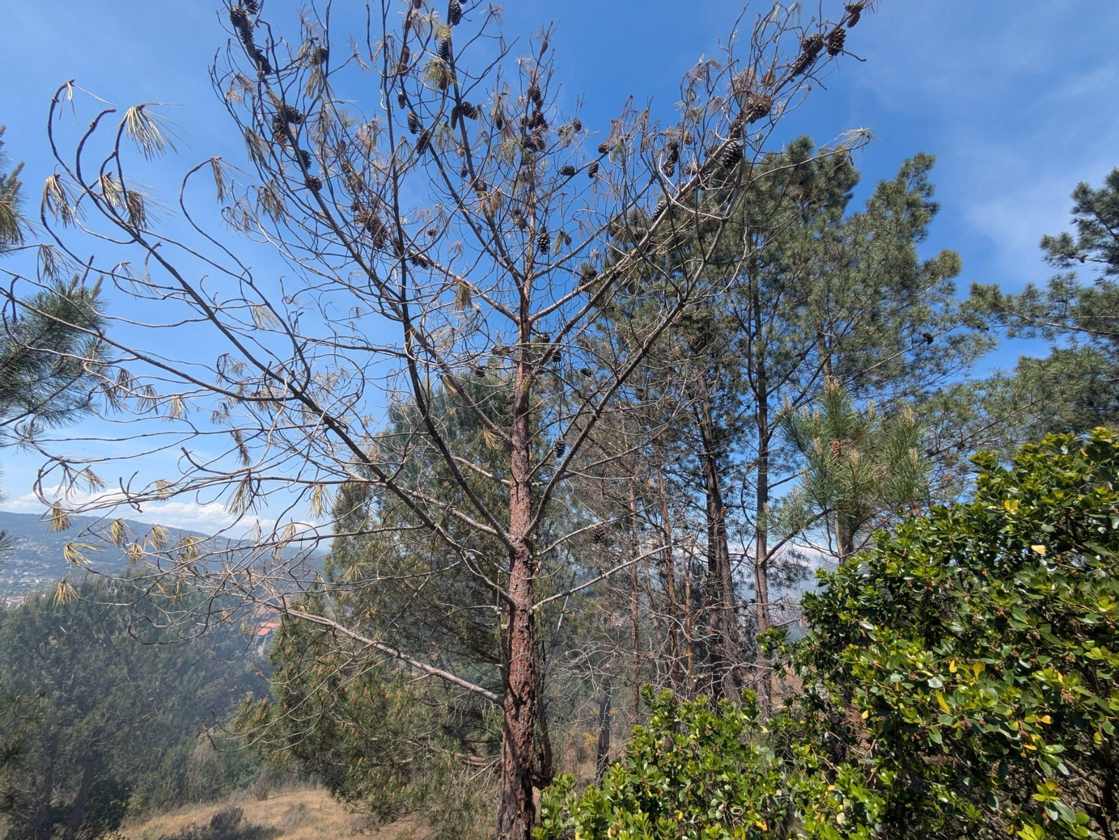 Así quedan los árboles tras el ataque letal del barrenillo de los pinos, en fotos