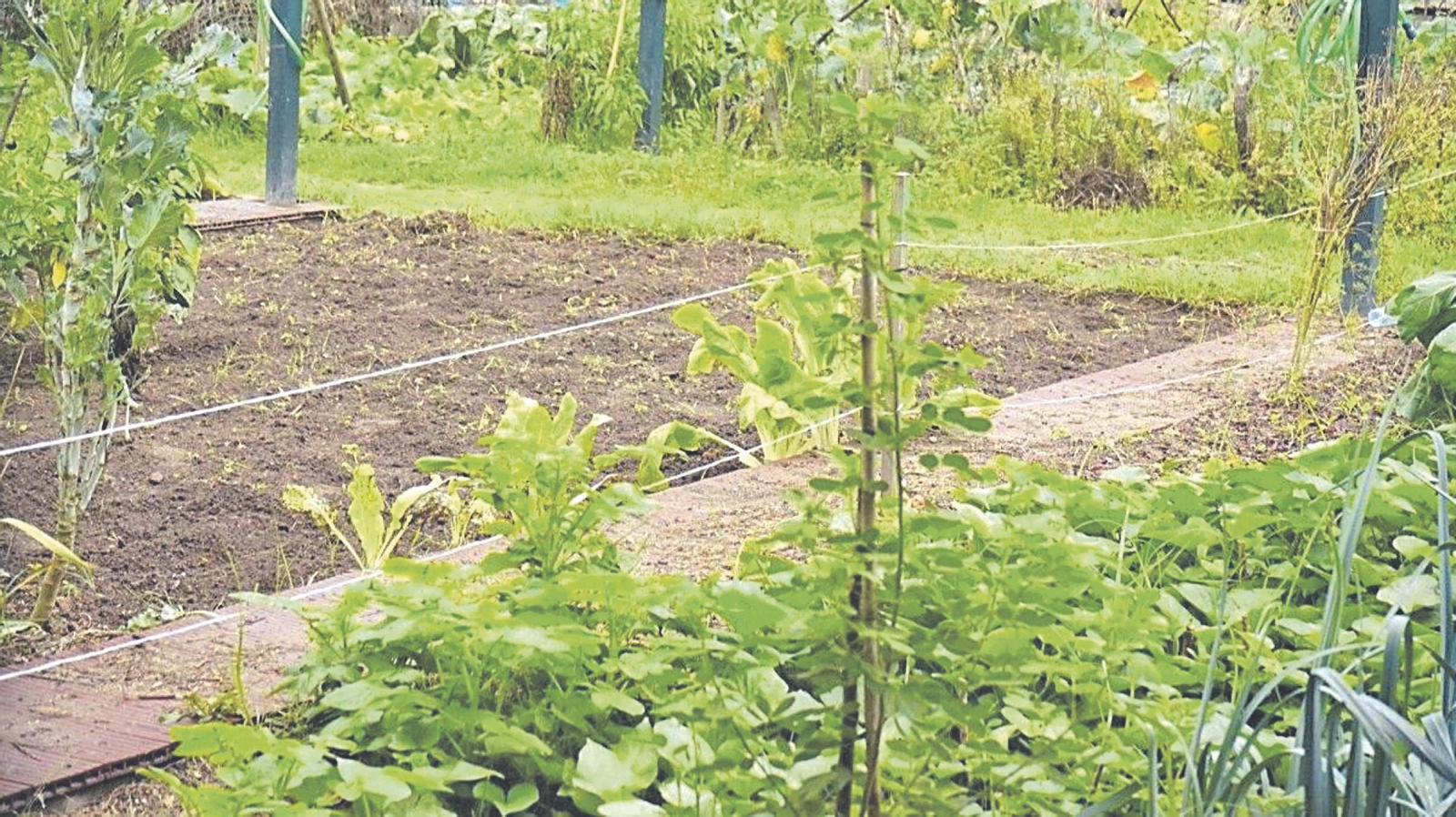 Una huerta en Mariñamansa, Ourense.