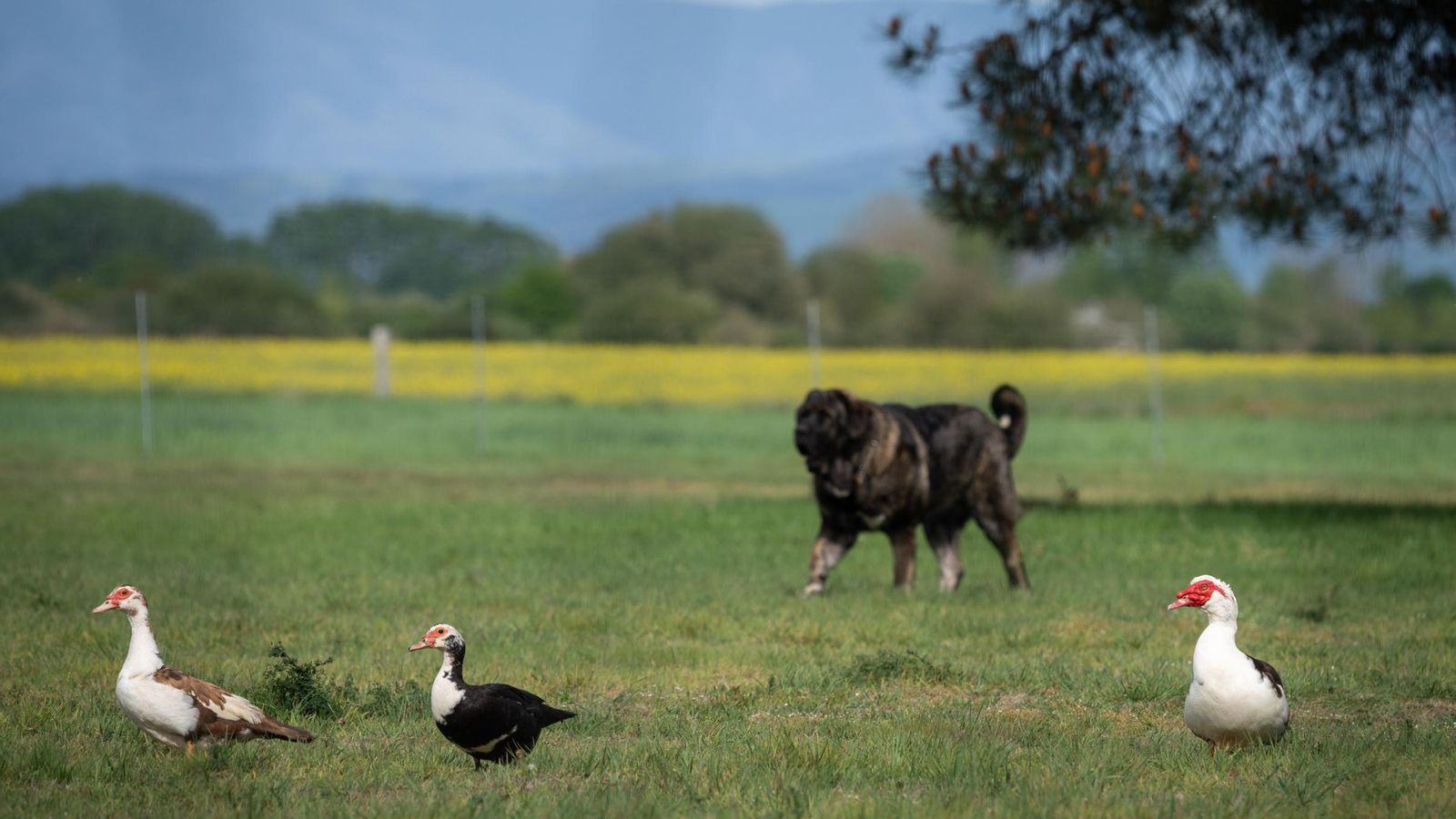 Los patos también han podido salir de sus corrales.