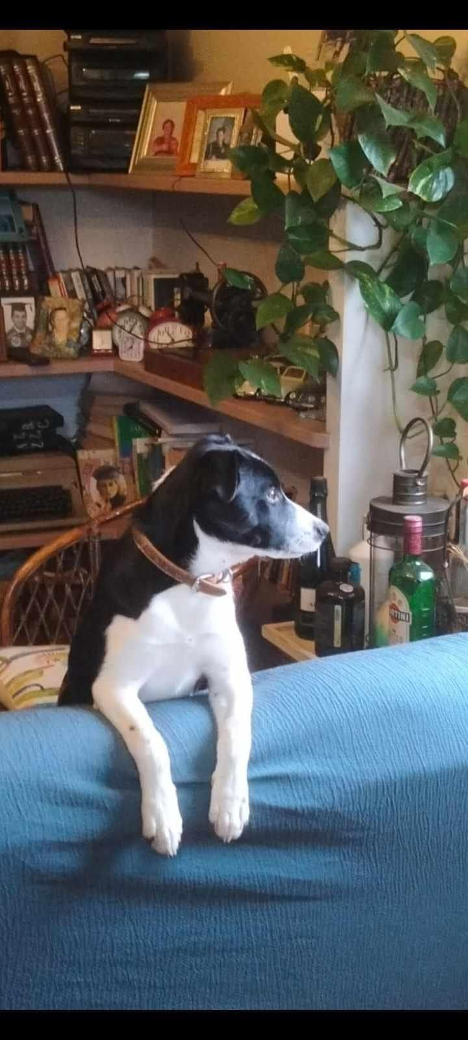 Elvis