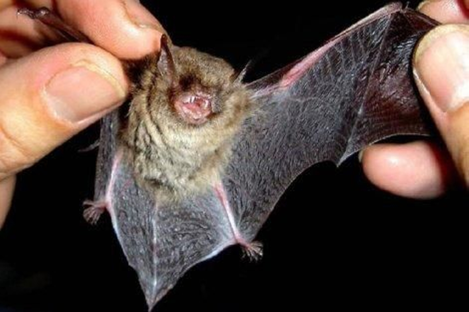 Un murciélago entre las manos de un hombre enseñando los dientes.