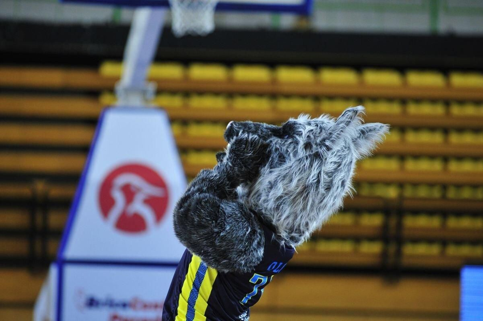 Lobo, mascota del COB.