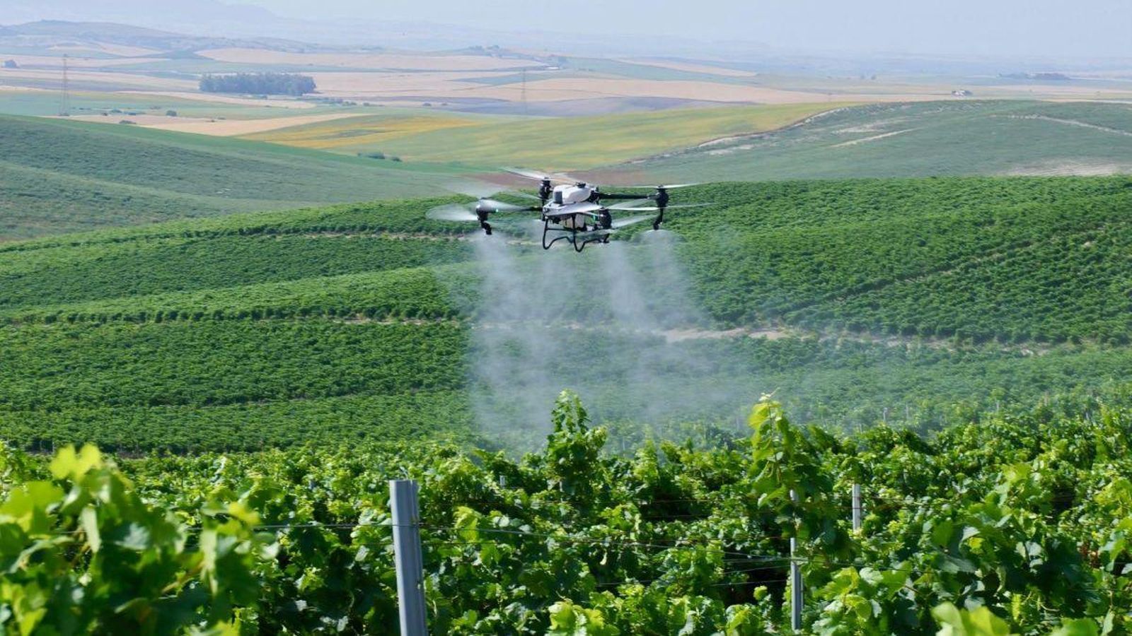 Un dron de precisión agrícola aplicando productos fitosanitarios sobre las vides.