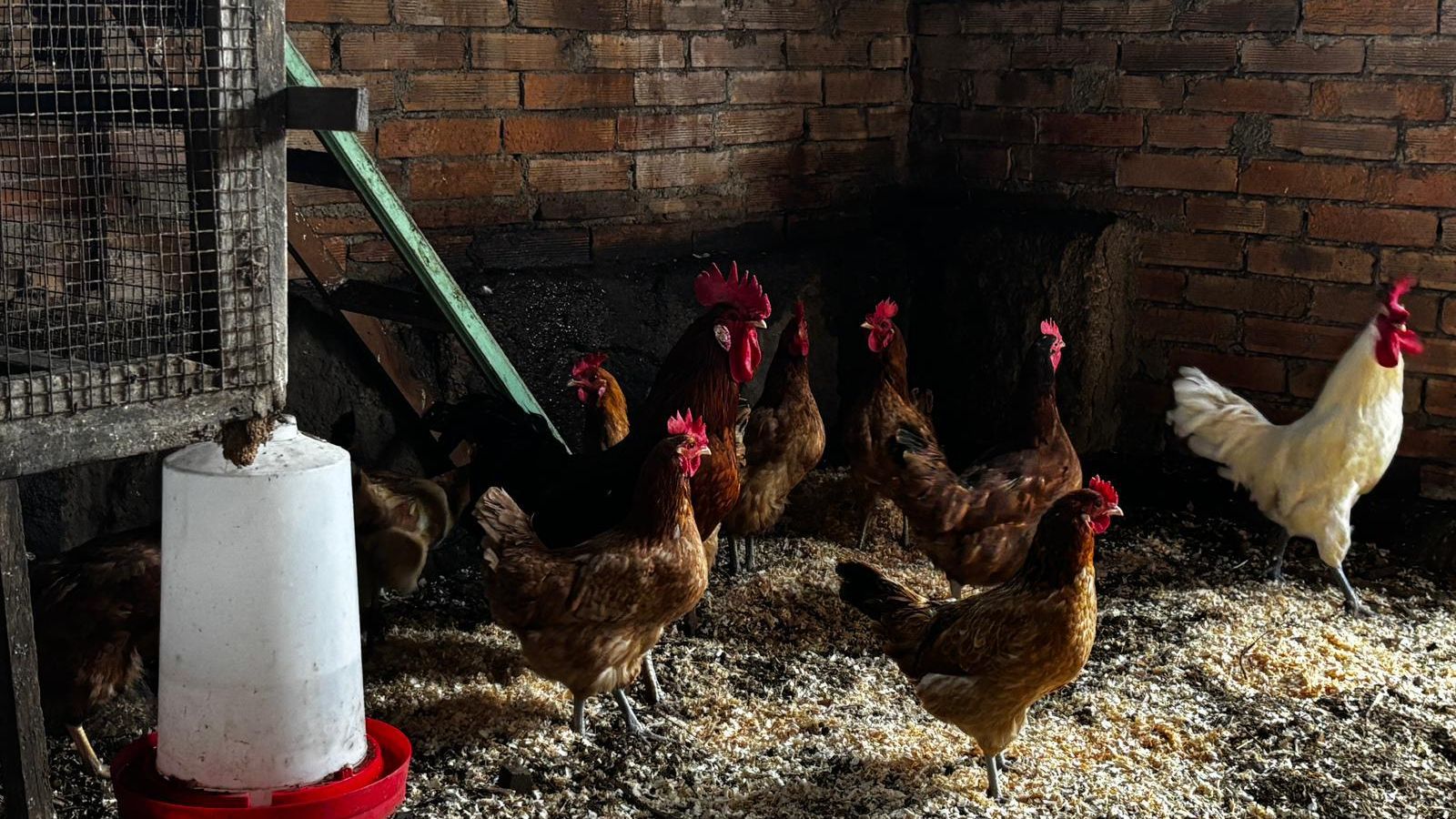 Gallinas confinadas en la comarca.