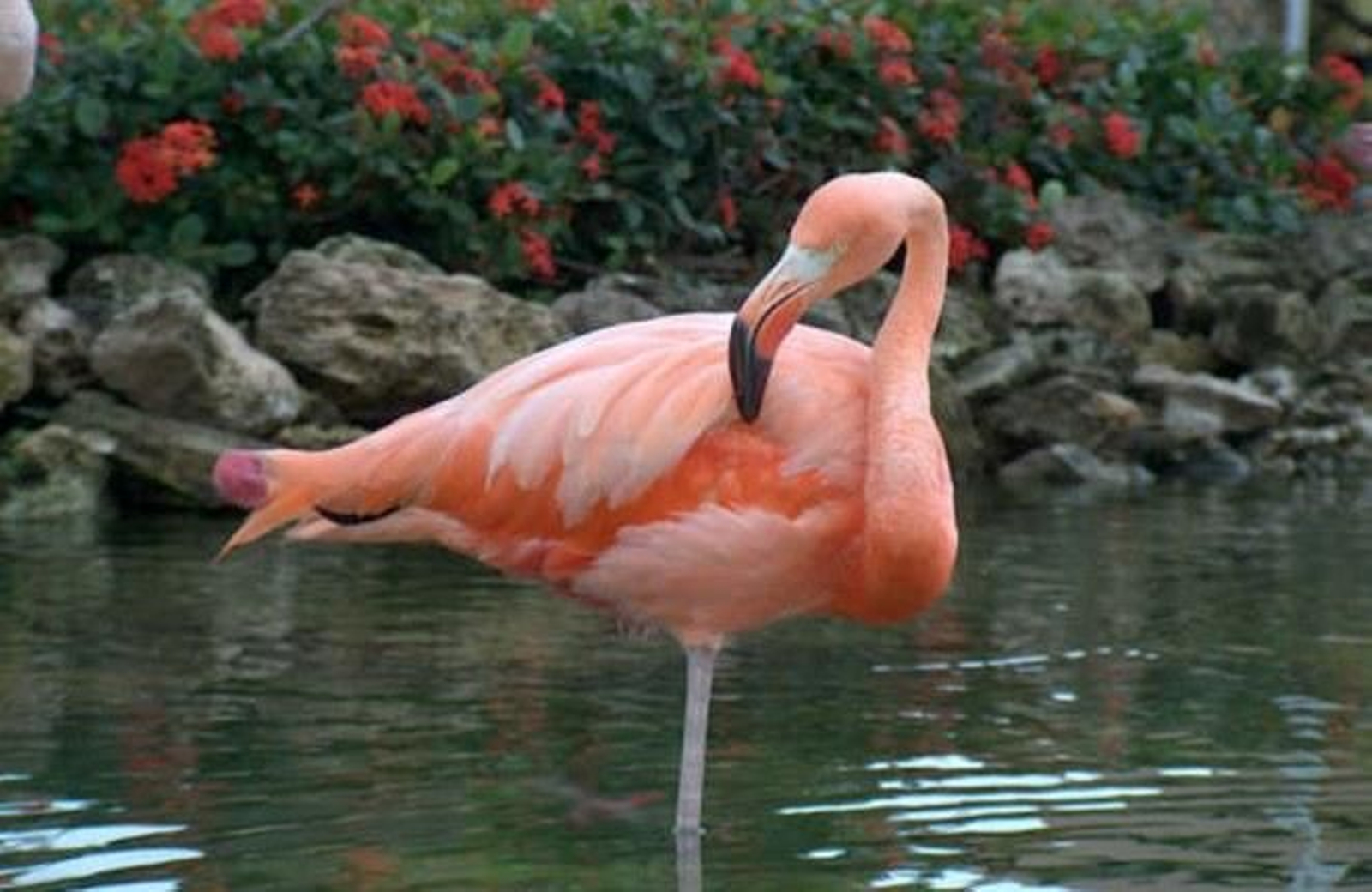 David A. Fdez Montouto