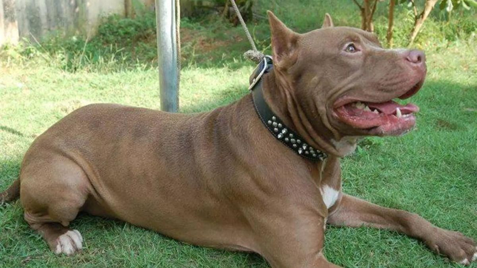 Un perro de raza pit bull, considerada como potencialmente peligrosa.