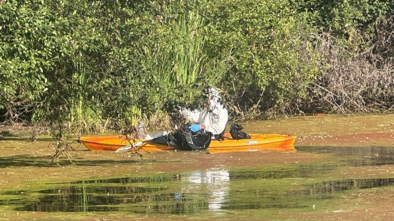 Un técnico medioambiental ataviado con un EPI recogiendo los ejemplares en la Laguna de la Congorza.