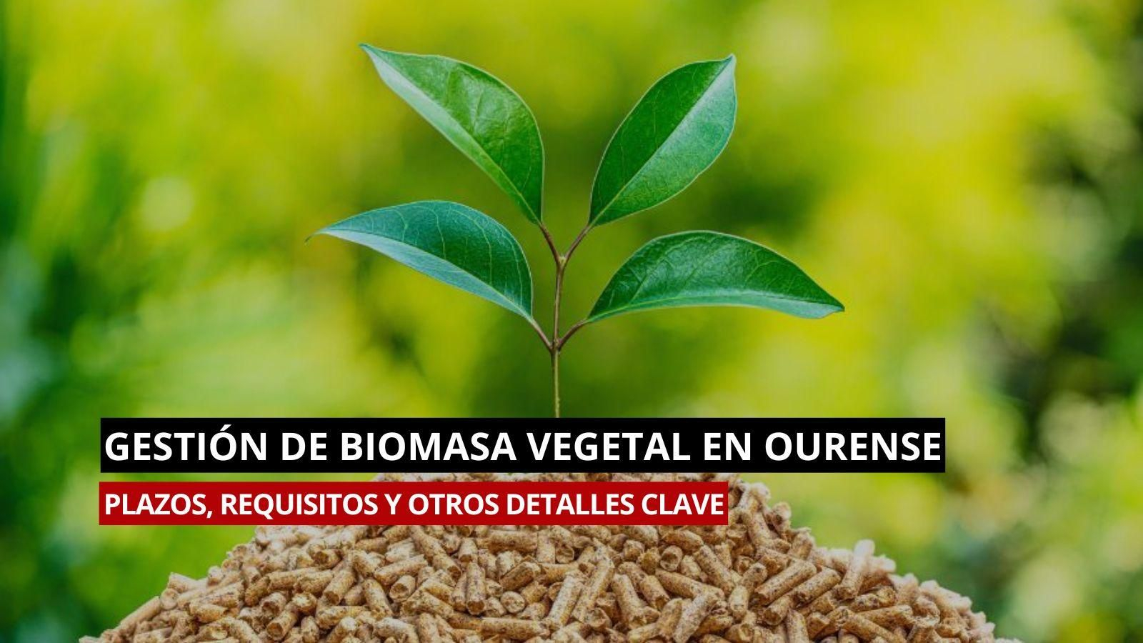 Conoce los detalles sobre la gestión de la biomasa en Ourense
