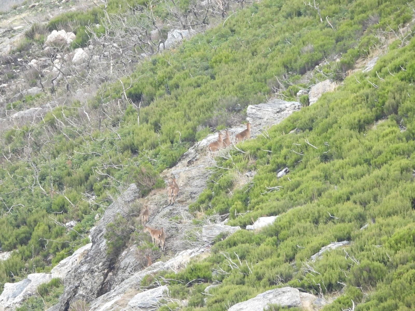 Galería | Así suena el otoño en Ourense: la berrea llena de sonidos las montañas