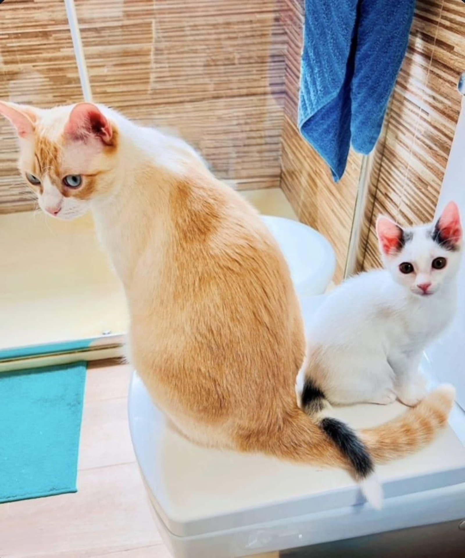 Niko y Lolo
