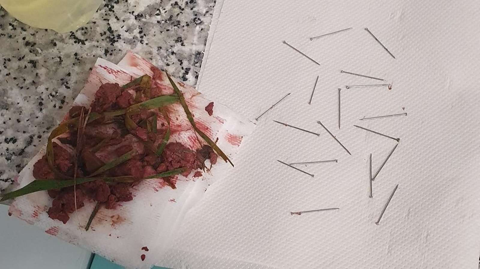 El cebo encontrado en la ciudad con 20 alfileres (Asociación Agallas)